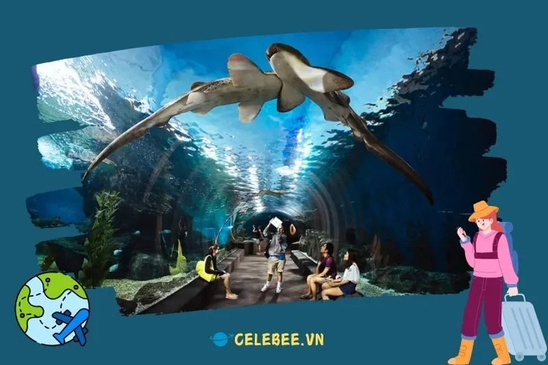 trai-nghiem-tham-quan-thuy-cung-lotte-world-ha-noi